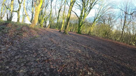 fpv drone flying through glowing sunrise woodland forest trees searching autumn wilderness
