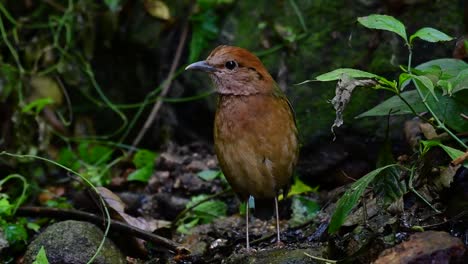 la pitta de nuca oxidada es un ave confiada que se encuentra en hábitats de bosques montañosos de gran altura, hay muchos lugares en tailandia para encontrar esta ave