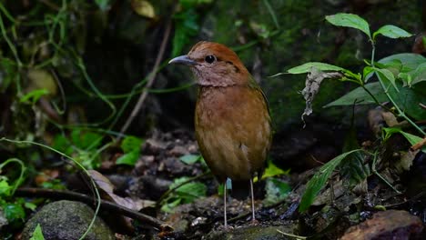 the rusty-naped pitta is a confiding bird found in high elevation mountain forests habitats, there are so many locations in thailand to find this bird