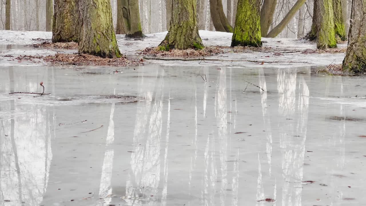숲에서 봄이 시작되고, 나무와 관목이 물에 서 있습니다, 은 날, 빛의 패치와 물에 반사, 나무 줄기는 웅이에 반사됩니다, 하천이 흐르고, 눈을 숨니다.