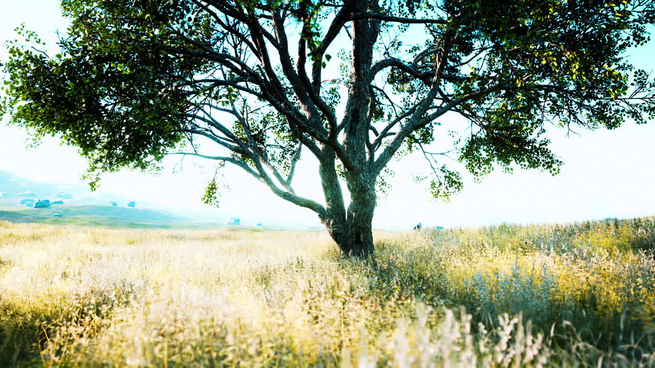 landscape with a hill and a single tree at sunrise with warm light
