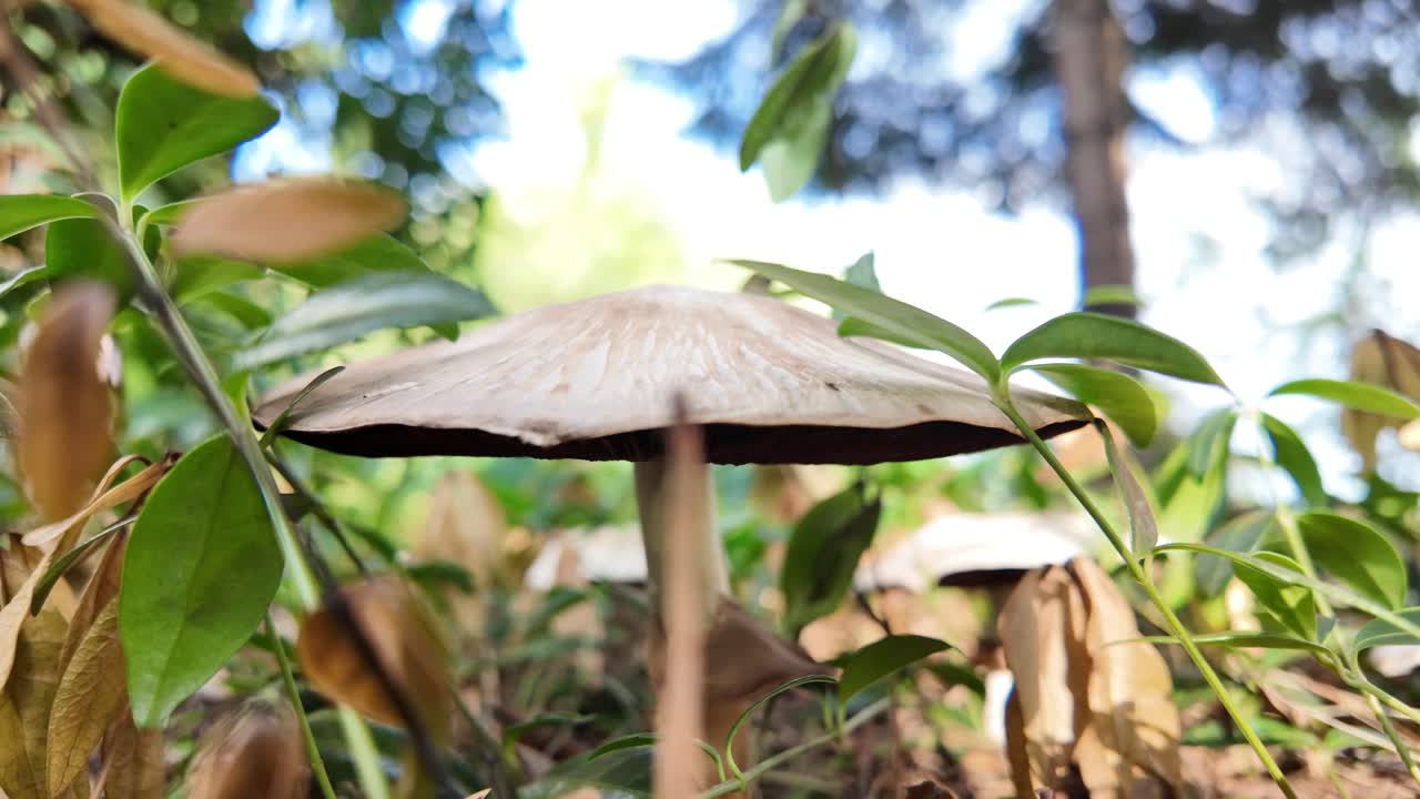 숲 속 의 버섯 의 클로즈업