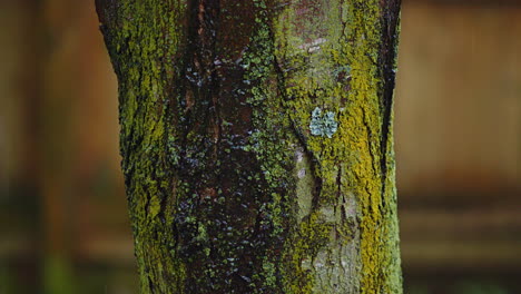 Steady-Rain-Falling-Down-Tree-Trunk---Panning-Down