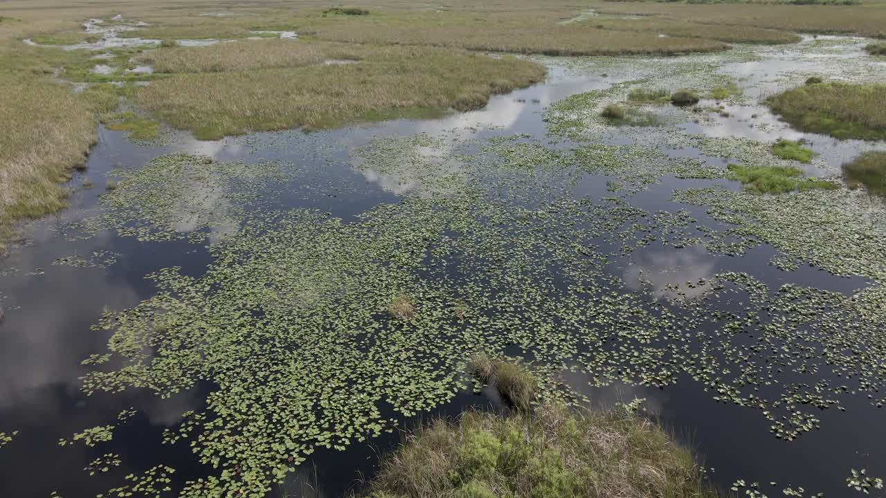 los taninos de las plantas oscurecen el agua del pantano en los everglades de florida, antena
