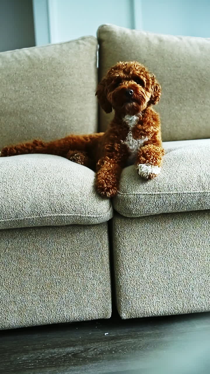 Un cane si rilassa sul divano in un soggiorno di giorno, mentre il sole filtra dalla finestra.