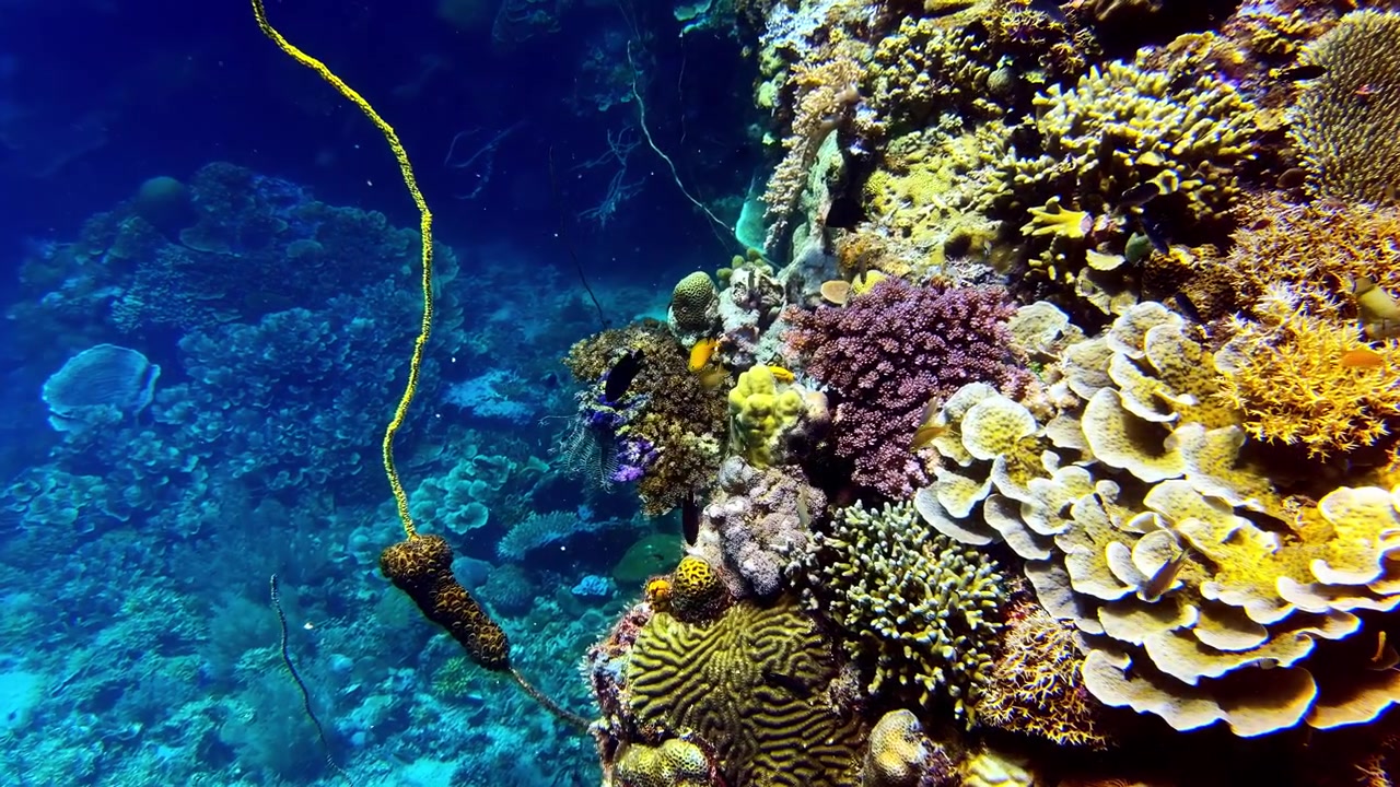 Una parete di barriera corallina sana e vibrante brulicante di vita marina sott'acqua nell'Oceano Pacifico tropicale.