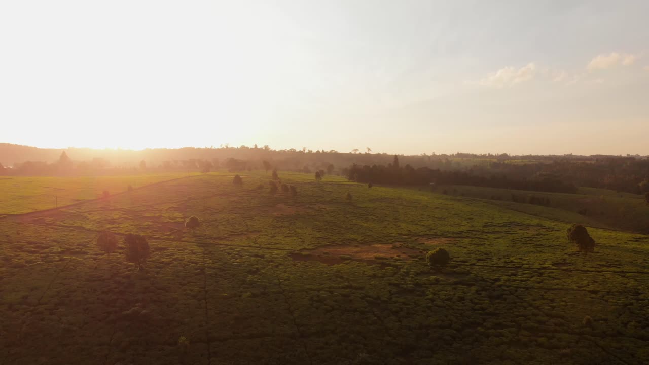 Tramonto sulle piantagioni di tè vicino a Nairobi, Kenya.