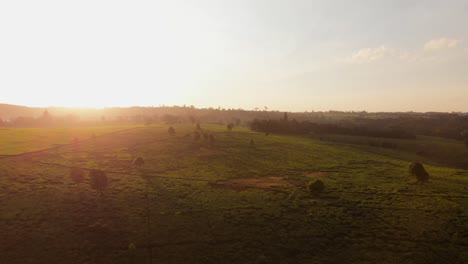 Sonnenuntergang-Auf-Den-Teefeldern-In-Der-Nähe-Von-Nairobi,-Kenia