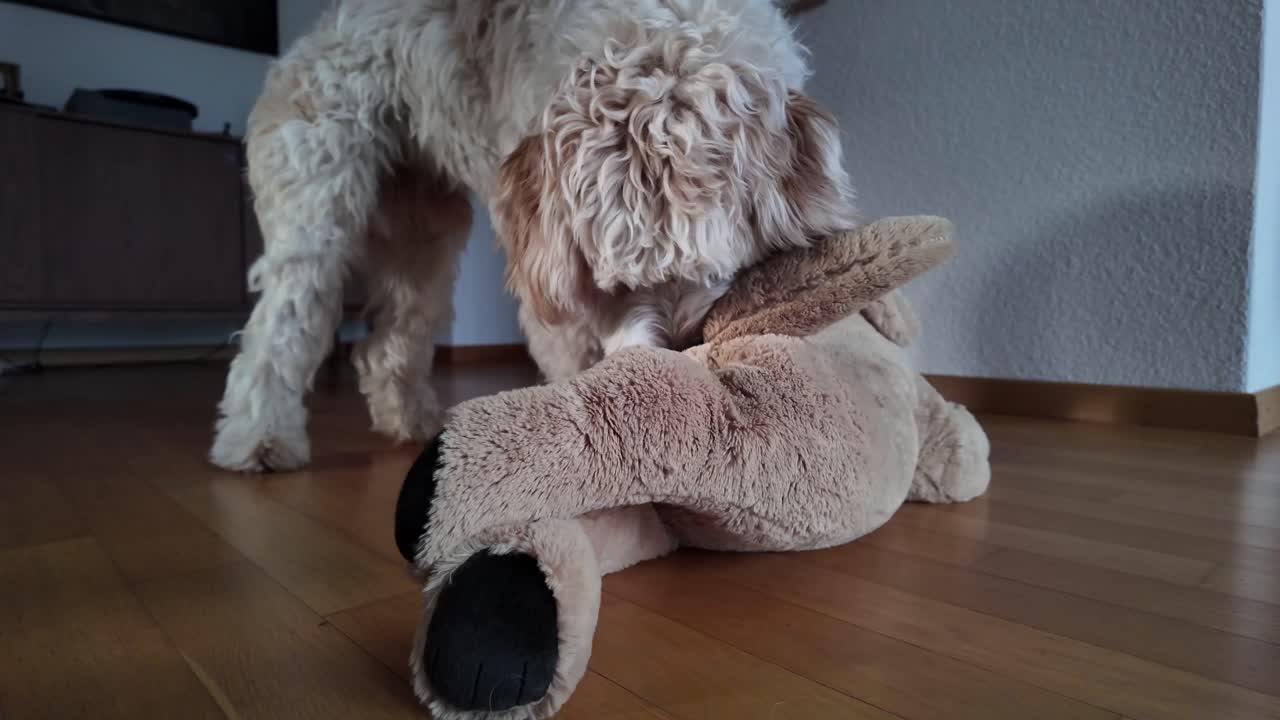 disparo en cámara lenta de un perro lindo jugando con su juguete en casa