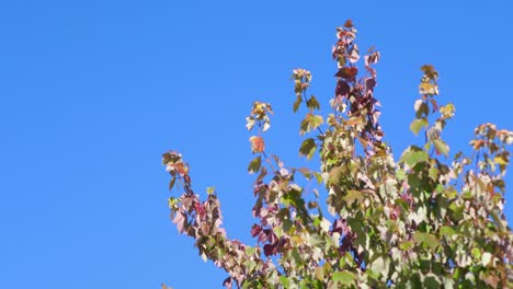 autumn leaves on the blue background in 4k slow motion 60fps