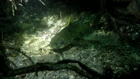 catfish swimming in slow motion