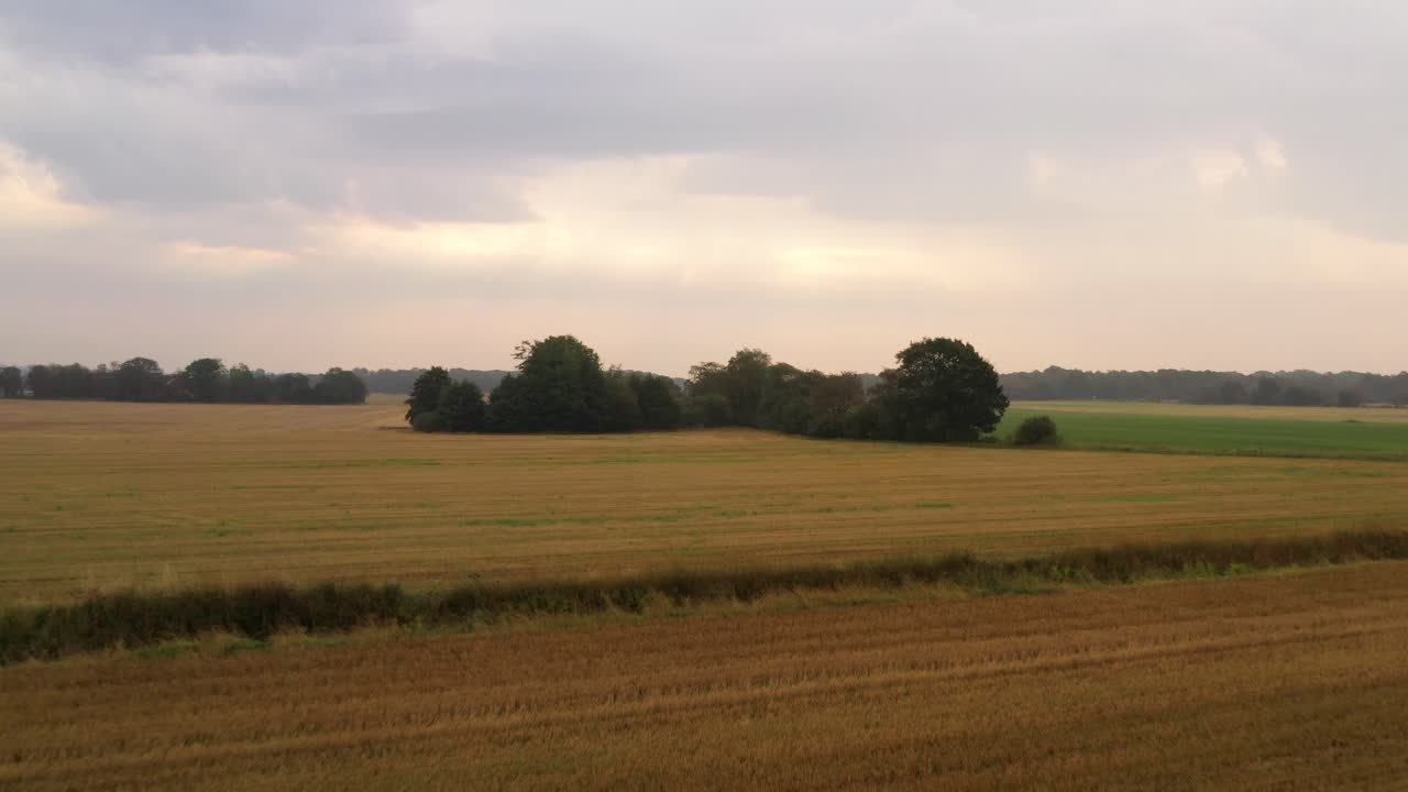 vista aérea de un grupo de árboles verdes en medio de campos amarillos