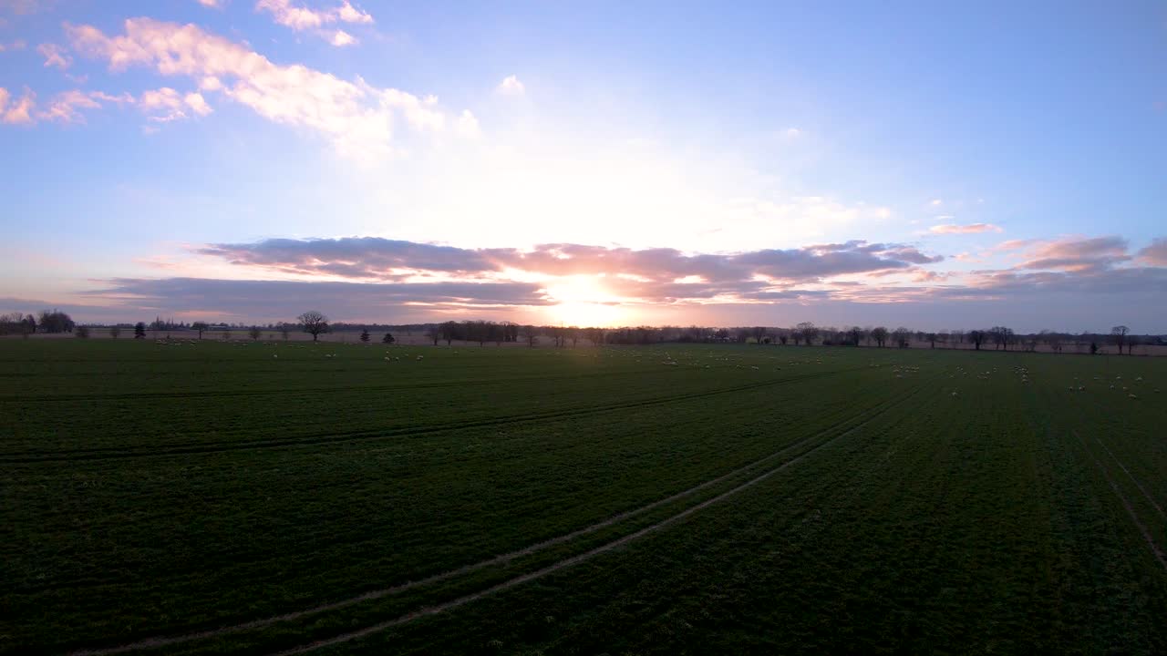 кадры заката солнца над норфолкским полем с овцами, снятые с помощью беспилотника