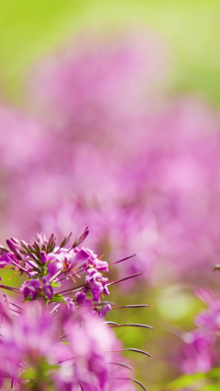 Pan makro bunga Cleome hassleriana merah muda, bokeh lembut, cahaya alami, taman musim panas yang semarak