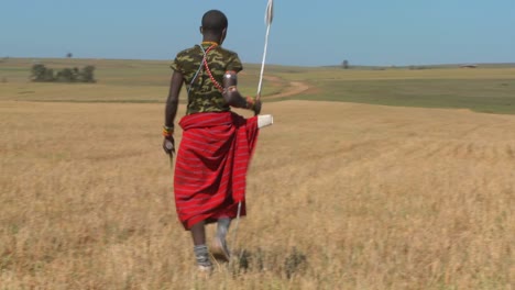 un guerrero masai camina por los campos de trigo en el norte de kenia