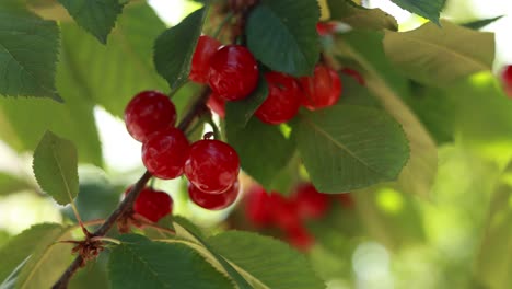 cerezas en la rama