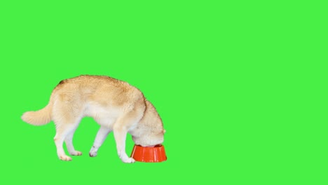 siberian husky eating pet food on a green screen, chroma key