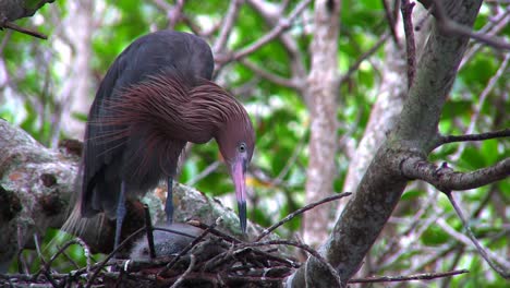 A-little-blue-heron-perched-in-a-tree