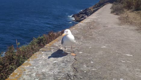 Seabird-seagull-calm-and-calm-without-being-frightened-on-the-platform-at-the-edge-of-the-sea-on-a-sunny-summer-afternoon,-shot-blocked-zoom-away