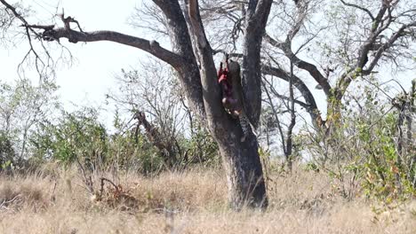 Ein-Männlicher-Leopard,-Der-Seinen-Warzenschweinkadaver-In-Einen-Baum-Hievt,-Als-Eine-Gefleckte-Hyäne-Hereinkommt,-Krüger-Nationalpark