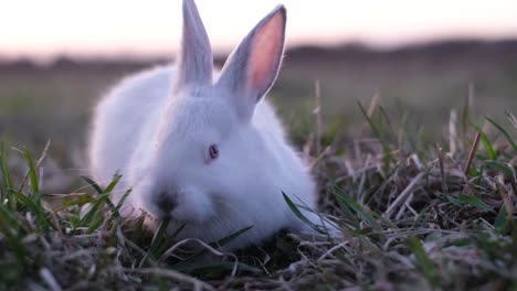 an adorable white rabbit contentedly grazing on fresh green grass in the field