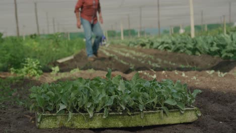 mature man working on farm