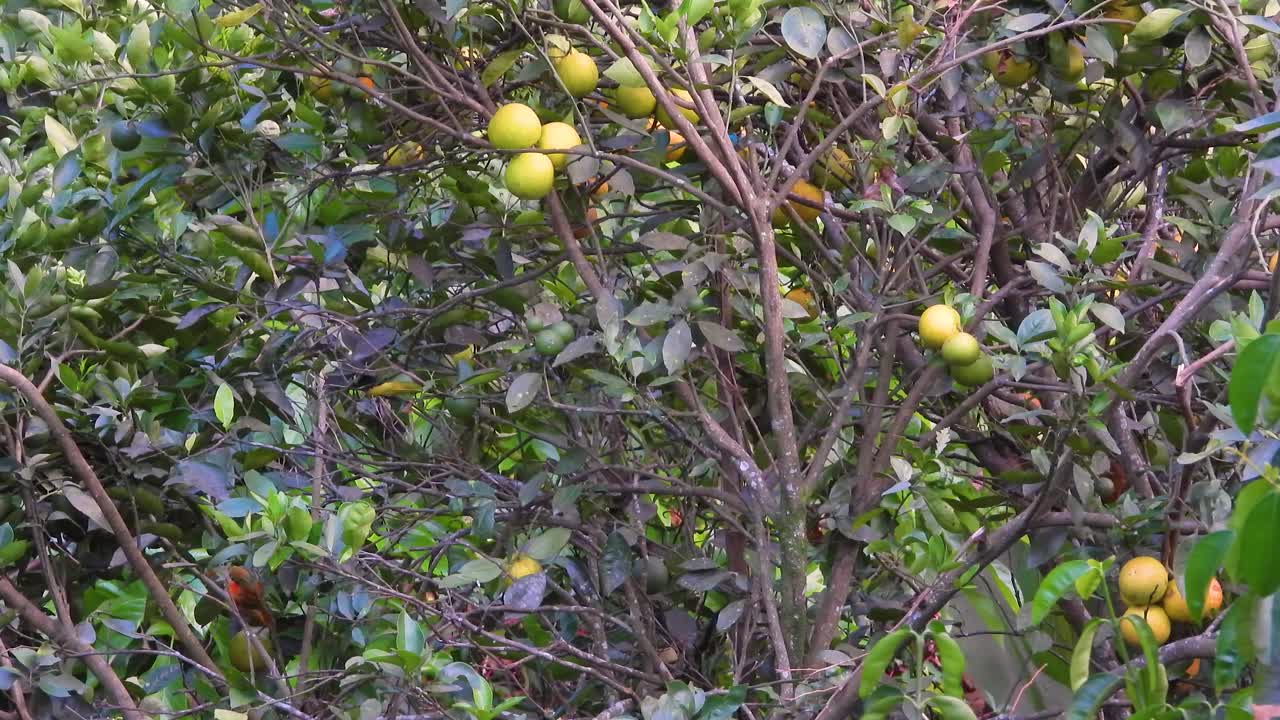 Varias aves coloridas moviéndose entre las ramas de un árbol frutal, en un bosque tropical.