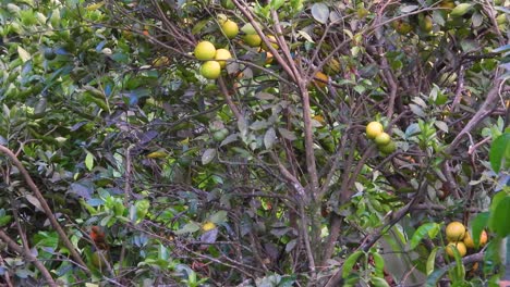 various colorful birds moving around through branches of a fruit tree, in a tropical forest