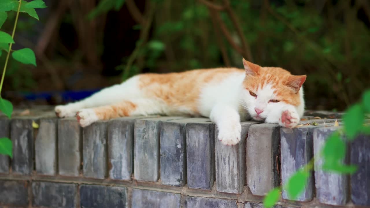 오렌지색 고양이가 창문 앞에서 휴식을 취하고 잠을 자고 있다
