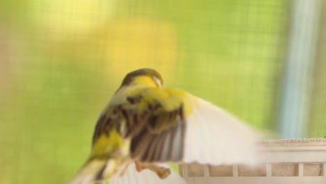 Zwitschernder-Atlantischer-Kanarienvogel,-Singen,-Serinus-Canaria,-Kanarienvögel,-Inselkanarienvogel,-Kanarienvogel-Oder-Gewöhnliche-Kanarienvögel,-Die-Auf-Einem-Elektrischen-Draht-Thront