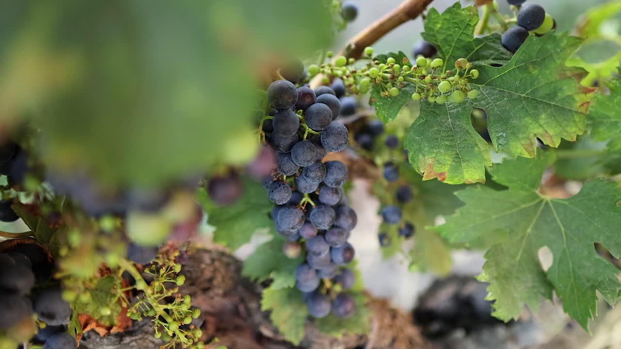 primer plano de las uvas en la vid en el viñedo