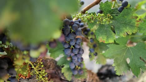 close-up of grapes on vine in vineyard