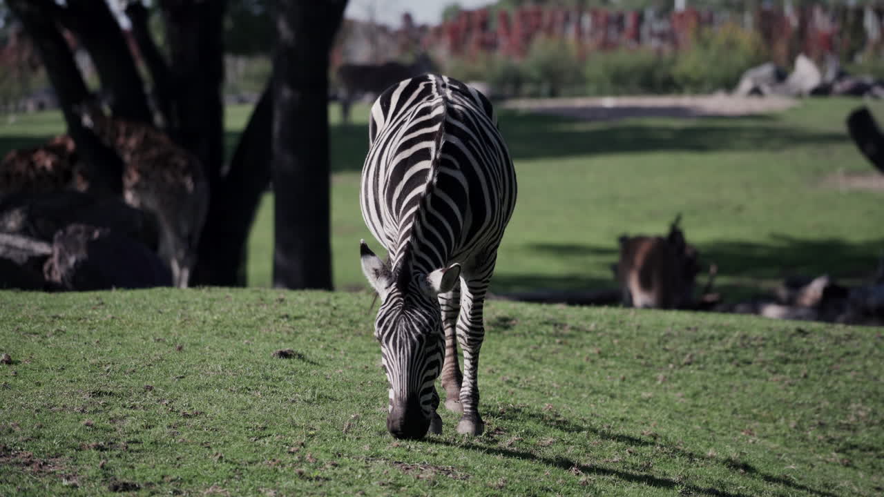 Vista frontale - Zebra di Grant che pascola sull'erba verde in una giornata di sole allo Zoo di Granby, Quebec, Canada