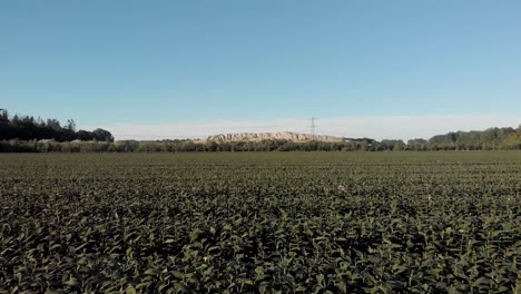 vuelo bajo sobre un campo de lirios de trompeta de cabeza reciente con un par de flores antes de la cosecha para la venta de subasta internacional con una gran colina de arena y un mástil de electricidad en la parte posterior