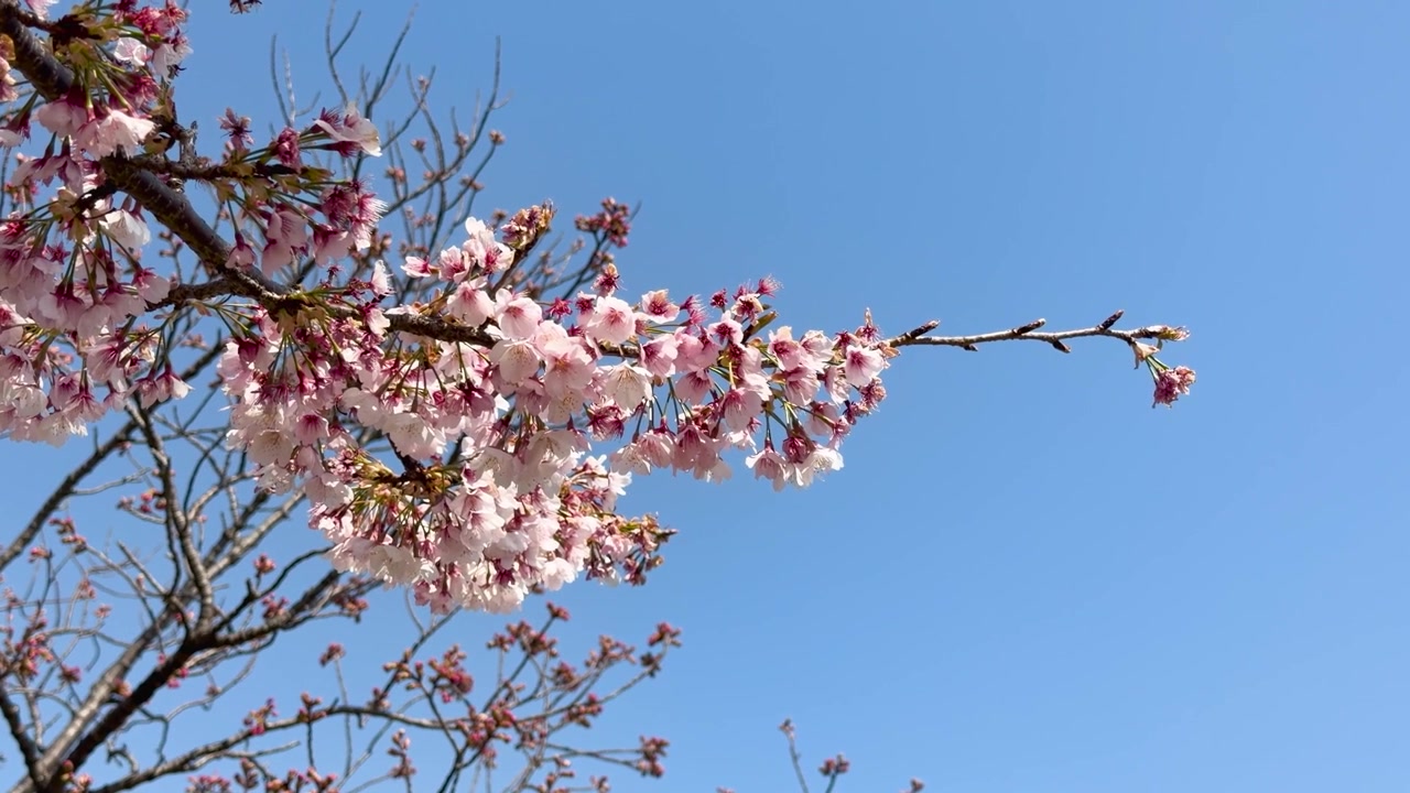 Primo piano di rami di sakura in fiore che ondeggiano dolcemente contro un cielo primaverile azzurro brillante.