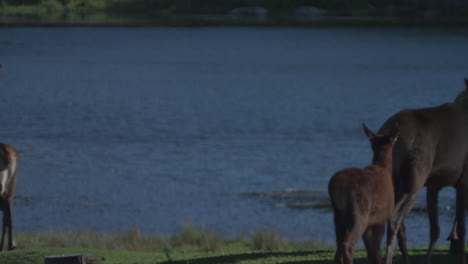 Fauna-Canadiense:-Majestuosos-Ciervos-Caminando-Por-Las-Orillas-De-Un-Río.