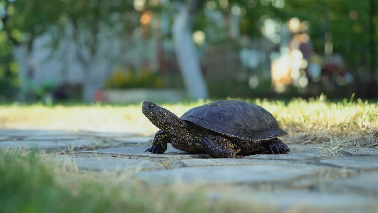 거북이가 길을 고 있습니다.