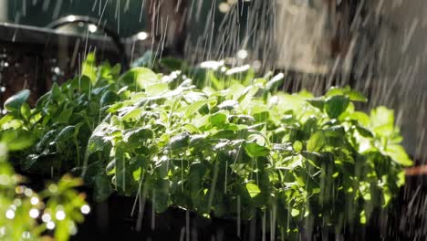 close up of rain falling on oregano plant leaves in garden, lit by sun from behind