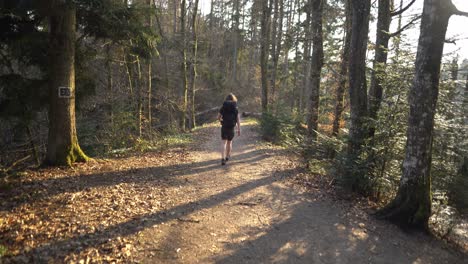 young male adult hiker walks in a peaceful forest at sunset