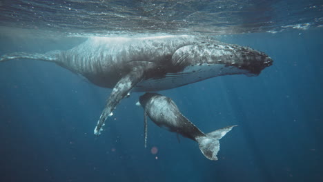 Full-Body-Shot-Of-A-Humpback-Whale-Mom-Nursing-Baby-Calf-Underwater