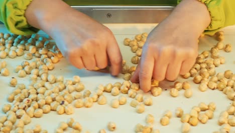 worker sort hazel nuts by hand according to size and quality the hazelnut processing plant