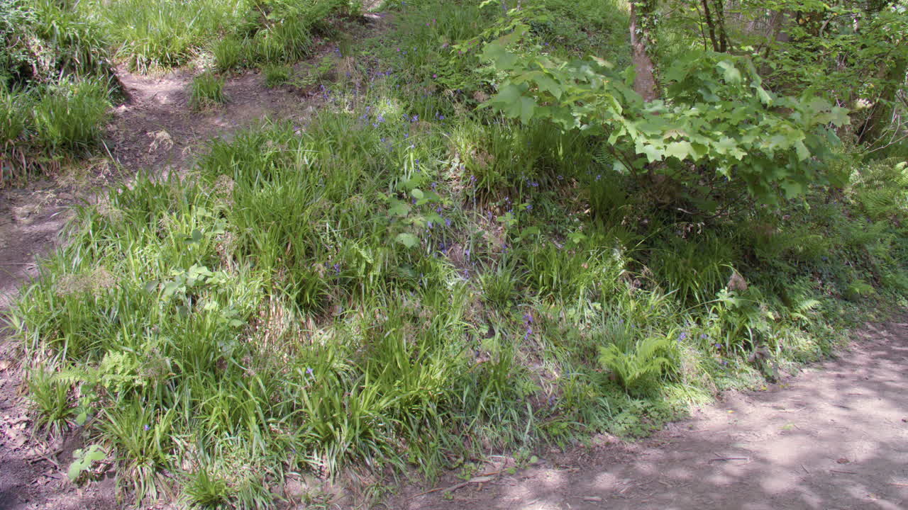 plano panorámico amplio de izquierda a derecha de un antiguo sendero forestal con luz solar moteada
