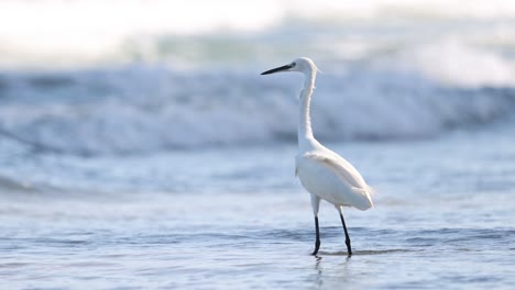 egret walking and hunting in ocean waves