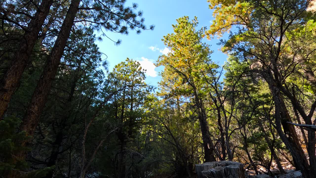 Cloud time lapse over forest vegetation