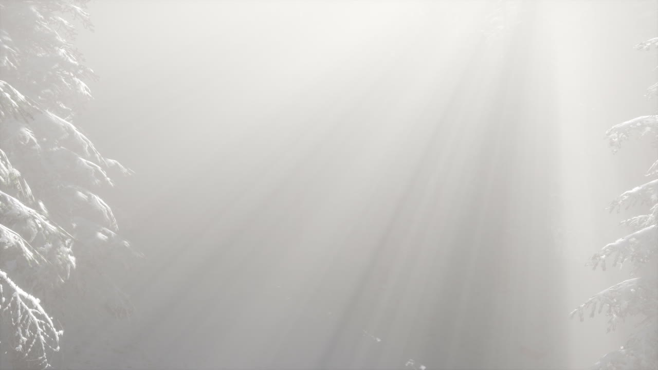 산 기?? 에 있는 소나무 숲 의 안개