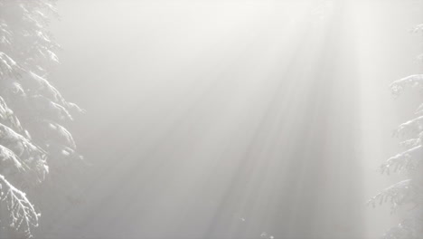 Niebla de niebla en el bosque de pinos en las laderas de las montañas
