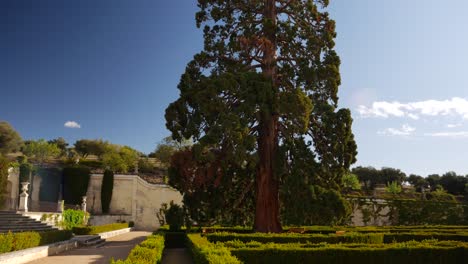 redwood in a baroque garden