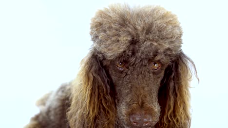 retrato de video en primer plano de 4k de un caniche marrón sobre un fondo blanco