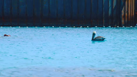 Beach-In-Curacao---Pelicans-Floating-In-The-Blue-Sea-Water-During-Sunny-Day---Steady-Shot