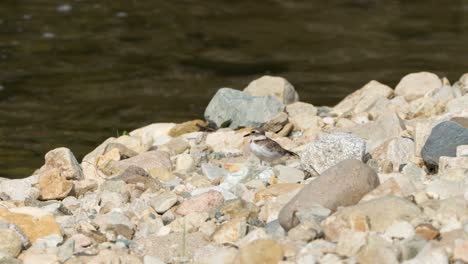 Chorlito-De-Arena-Mayor-Escondido-En-La-Orilla-Pedregosa-Del-Río-Observando-Alrededor-Permaneciendo-Inmóvil-Entre-Las-Piedras